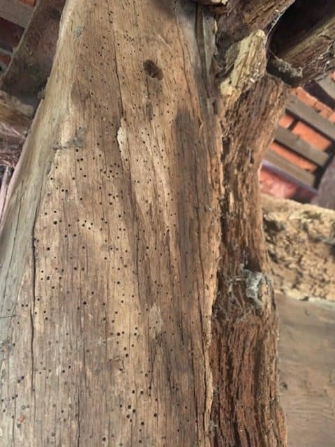 advance-timber-infestation-4