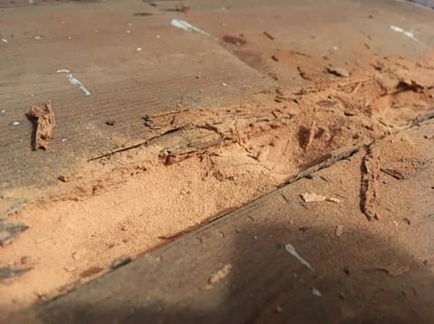 advance-timber-infestation-2